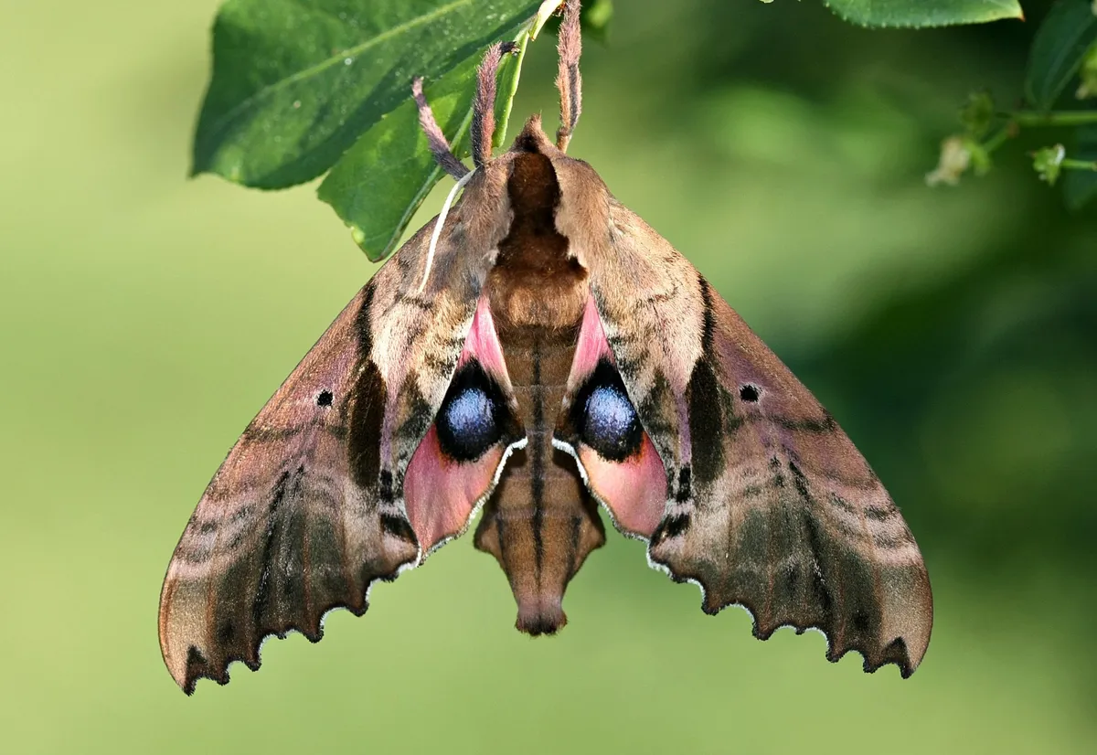 Blinded Sphinx Moth - photo 3