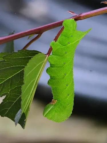 Blinded Sphinx Moth - photo 4
