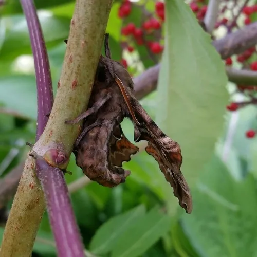 Blinded Sphinx Moth - photo 7