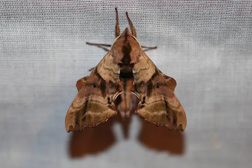 Blinded Sphinx Moth - photo 8