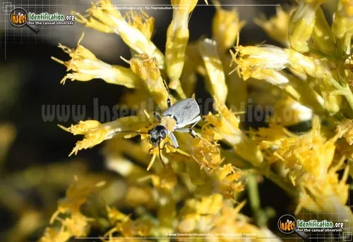 Blister Beetle - photo 2