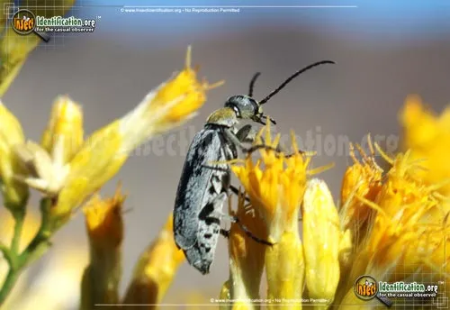 Blister Beetle - photo 4