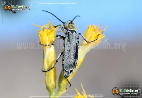 Blister Beetle - photo 6
