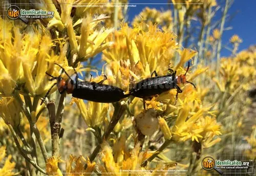 Blister Beetle -L. aeneipennis - photo 2