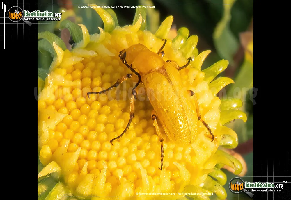 Blister Beetle