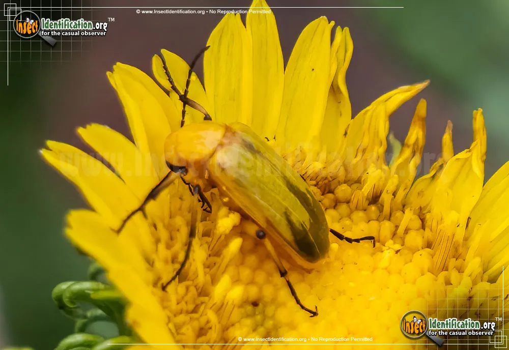Blister Beetle - photo 3