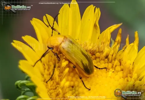 Blister Beetle - photo 4