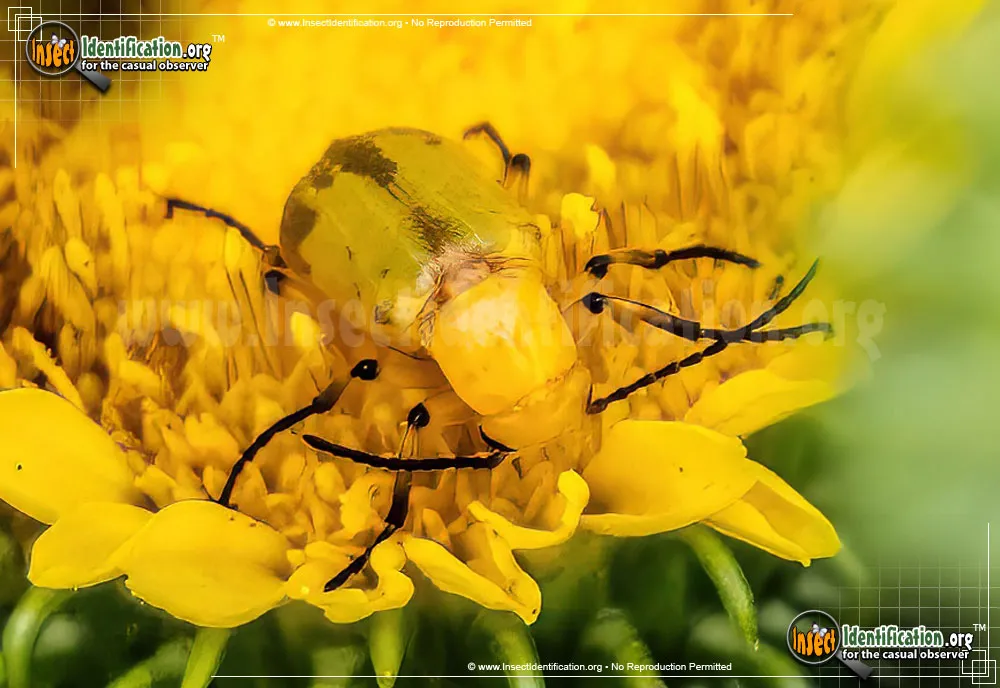 Blister Beetle - photo 5
