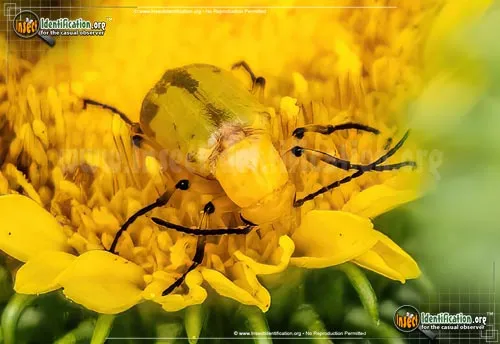 Blister Beetle - photo 6