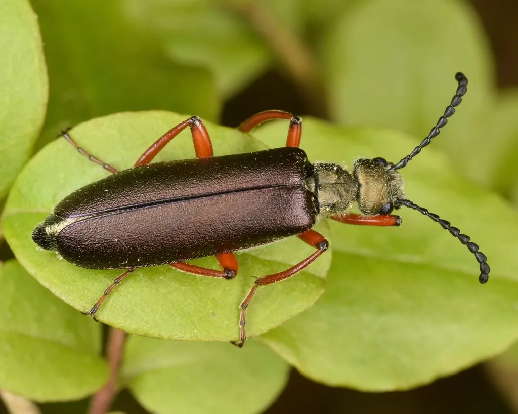 Blister Beetle - photo 2