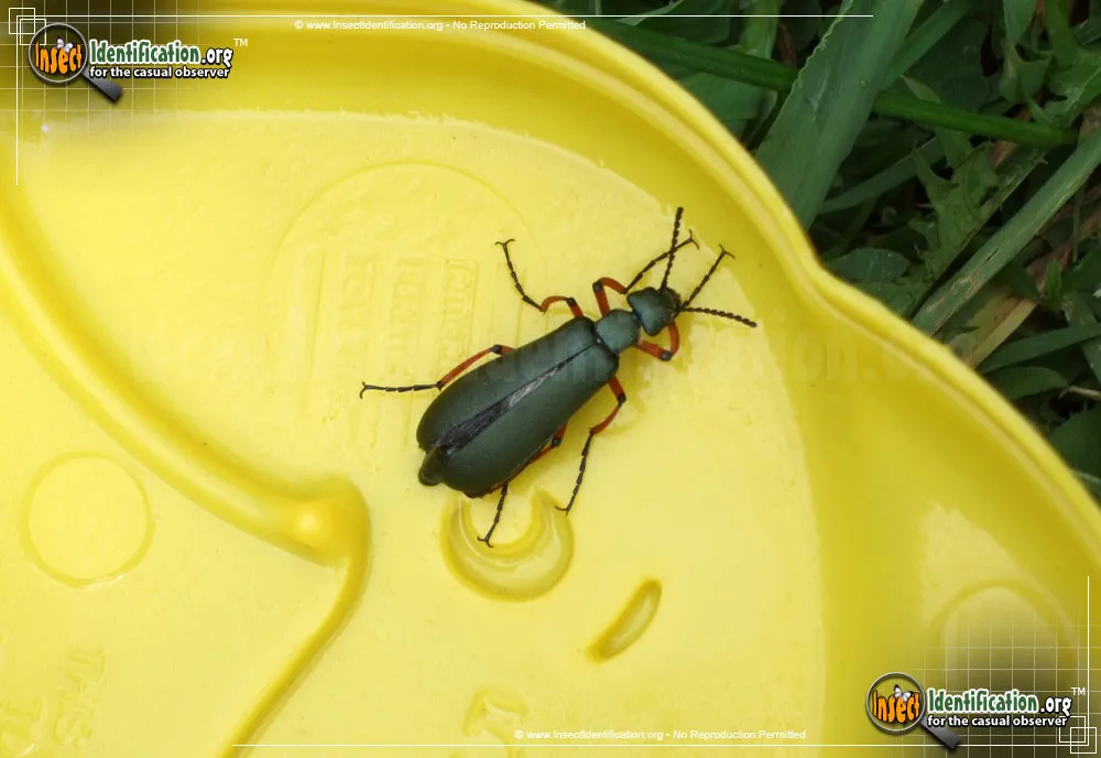 Blister Beetle - photo 3