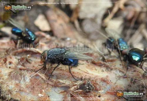 Blue Blow Fly - photo 2