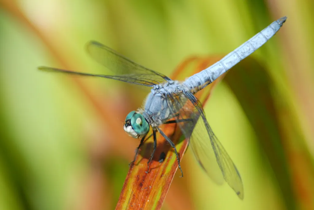 Blue Dasher - photo 3