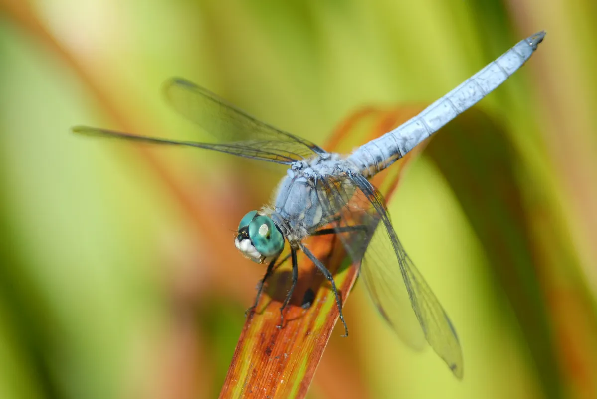 Blue Dasher - photo 4