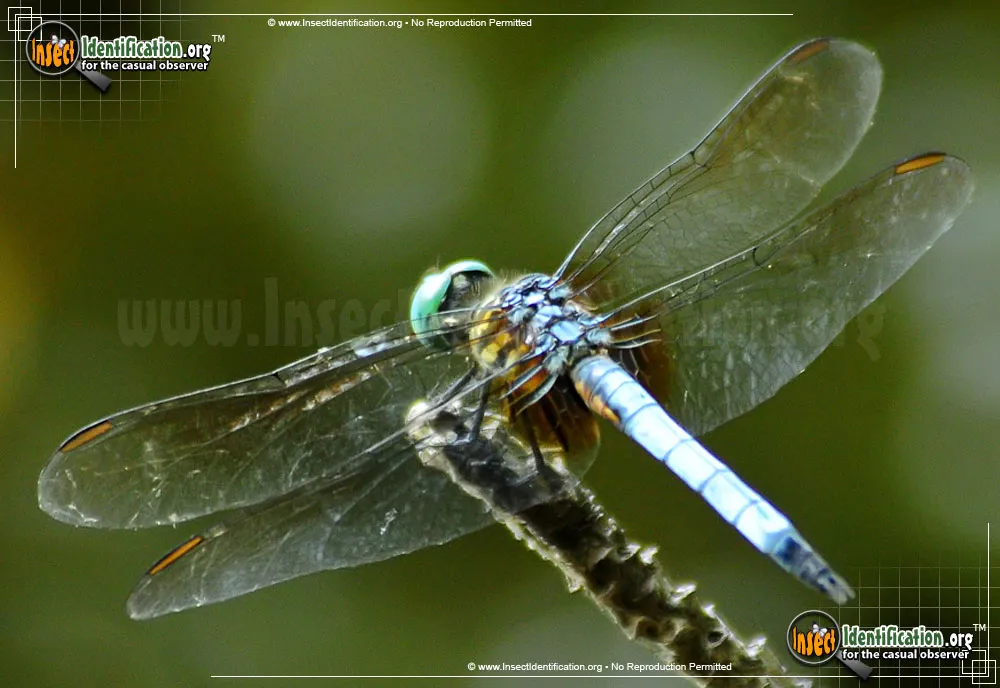 Blue Dasher - photo 5