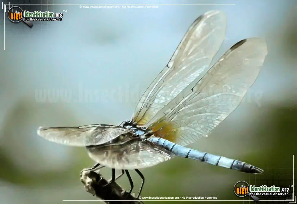 Blue Dasher - photo 7