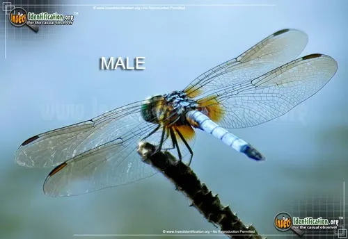 Blue Dasher - photo 8