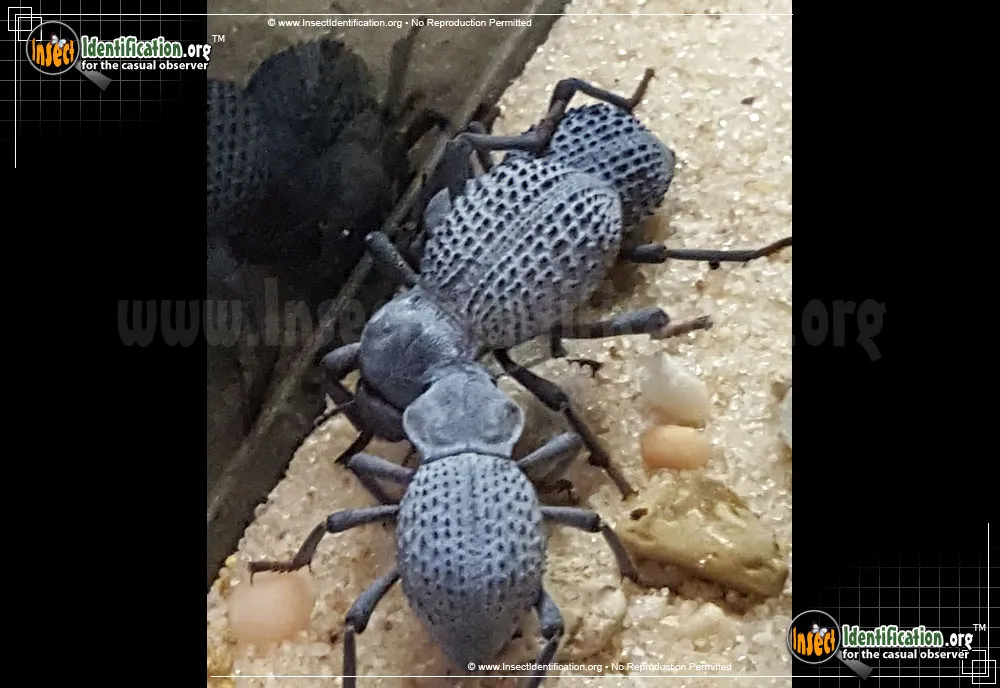 Blue Death-feigning Beetle