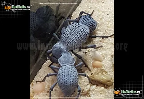Blue Death-feigning Beetle - photo 2