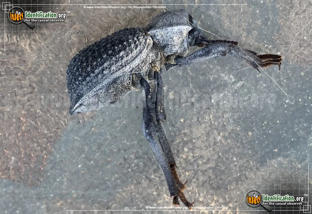 Blue Death-feigning Beetle - photo 3