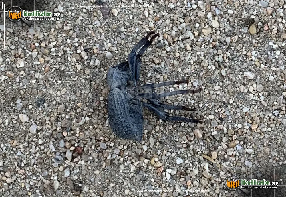 Blue Death-feigning Beetle - photo 5