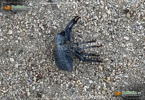 Blue Death-feigning Beetle - photo 6