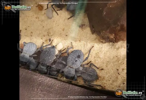 Blue Death-feigning Beetle - photo 8
