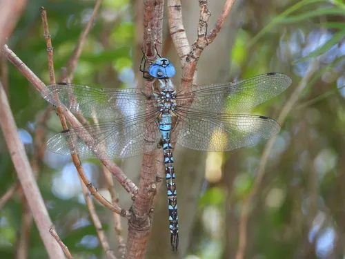 Blue-eyed Darner