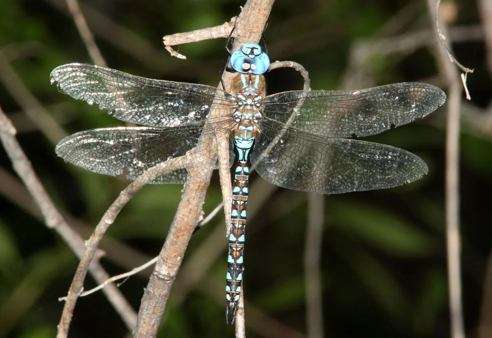 Blue-eyed Darner - photo 3