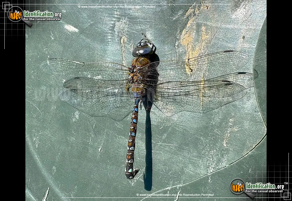 Blue-eyed Darner - photo 4