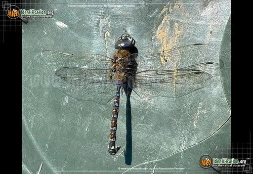 Blue-eyed Darner - photo 6