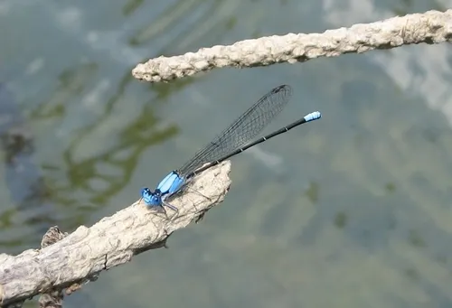 Blue-fronted Dancer