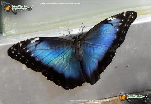 Blue Morpho - photo 2
