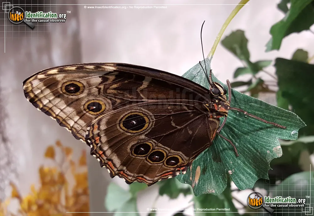 Blue Morpho - photo 3