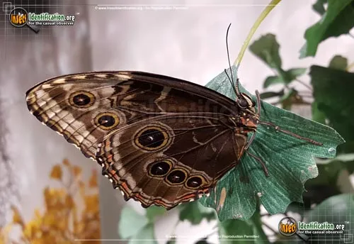 Blue Morpho - photo 4