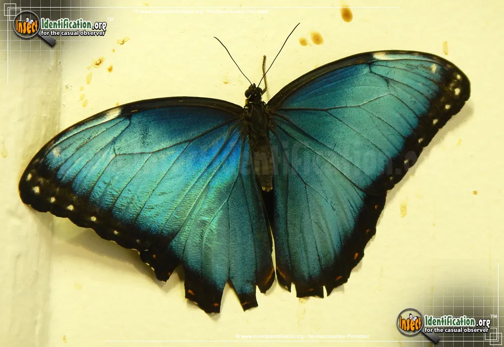 Blue Morpho - photo 5