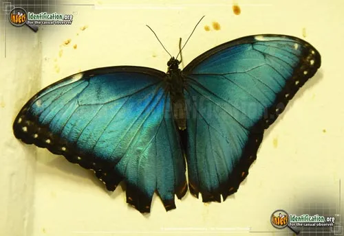 Blue Morpho - photo 6