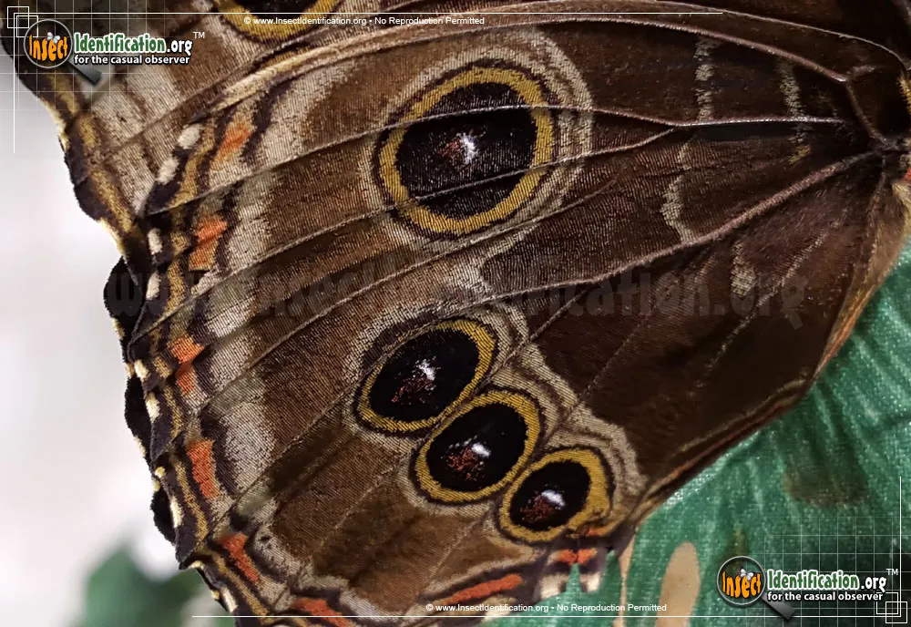 Blue Morpho - photo 7
