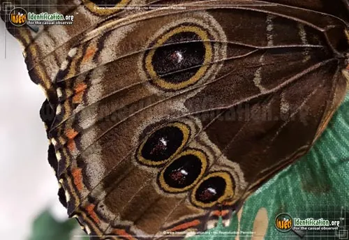 Blue Morpho - photo 8
