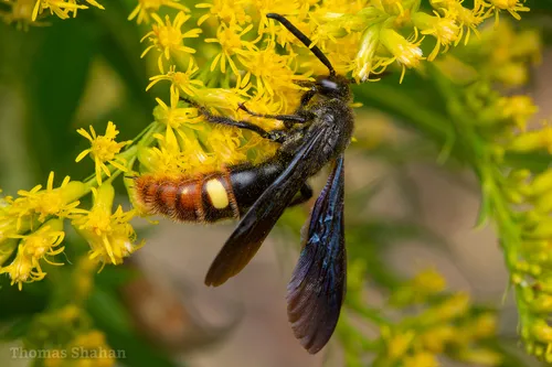 Blue-winged Wasp - Scolia dubia