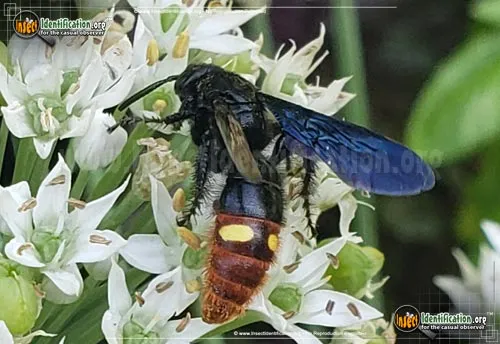 Blue-winged Wasp - photo 4