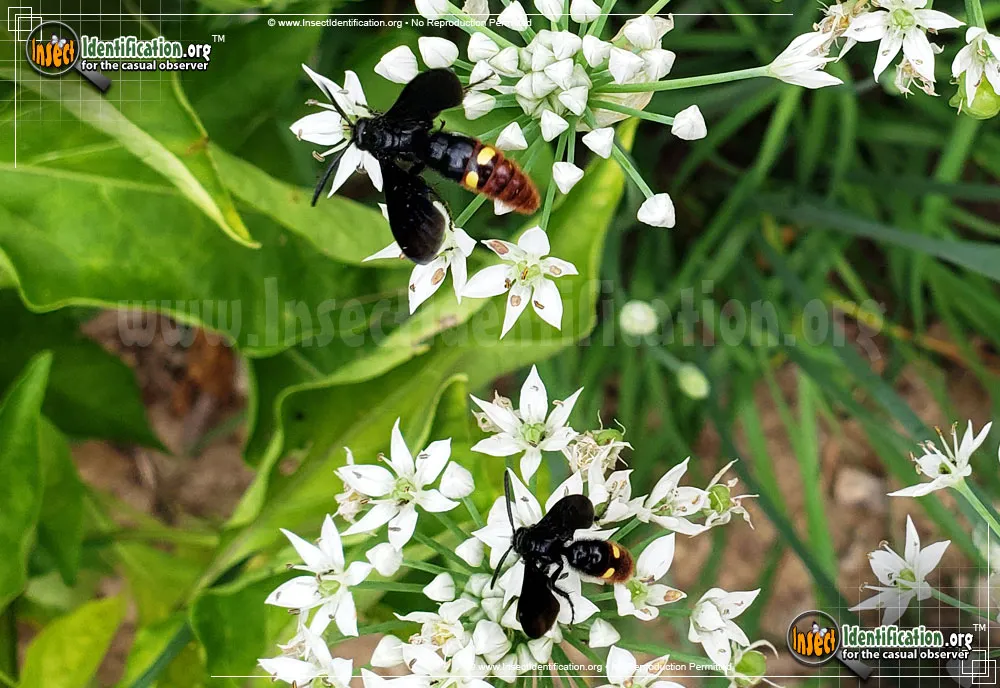 Blue-winged Wasp - photo 5