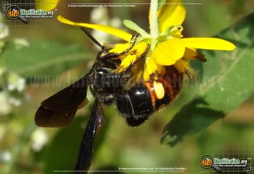 Blue-winged Wasp - photo 6