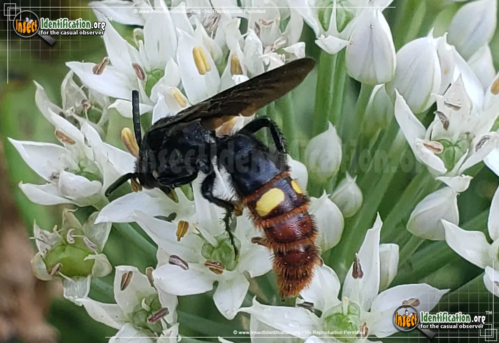 Blue-winged Wasp - photo 7