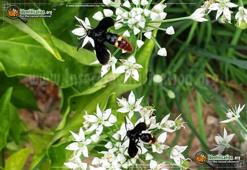 Blue-winged Wasp - photo 8