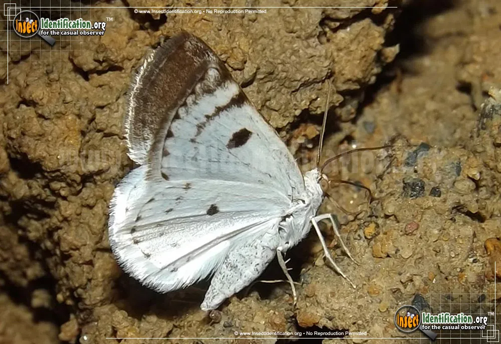 Bluish Spring Moth