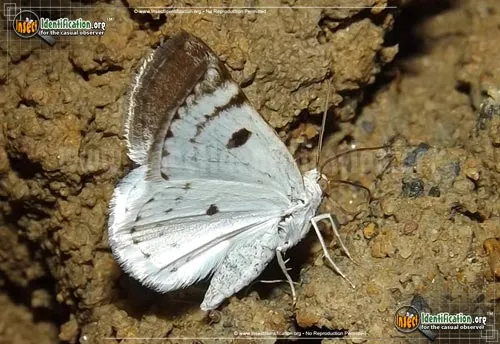Bluish Spring Moth - photo 2