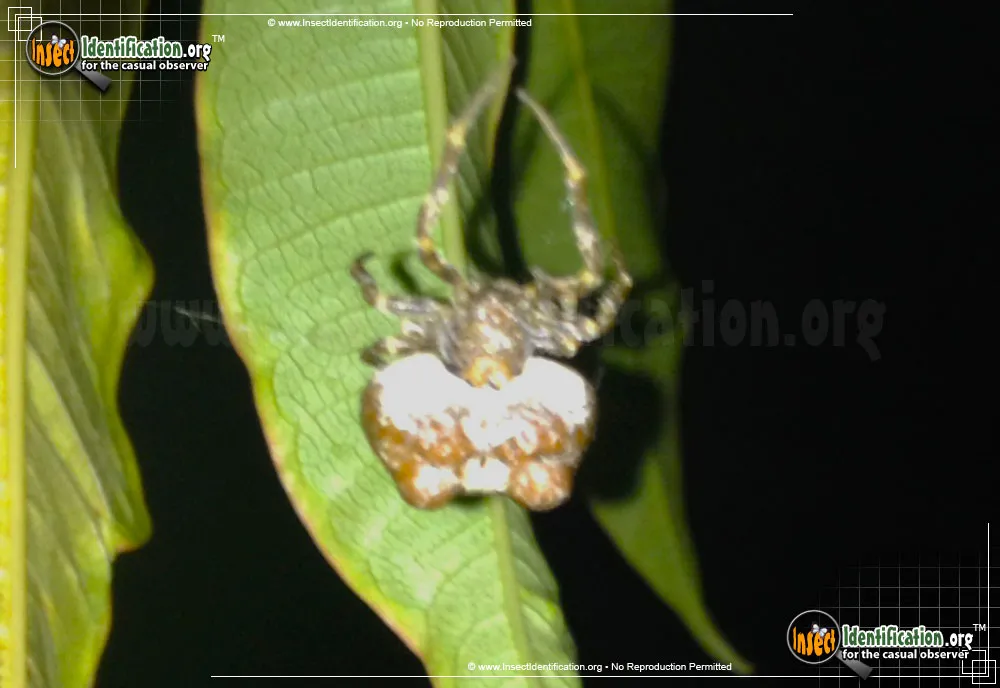Bolas Spider - Mastophora cornigera