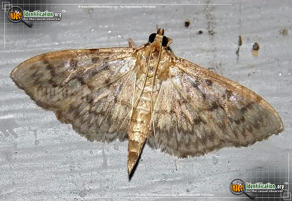 Bold-feathered Grass Moth