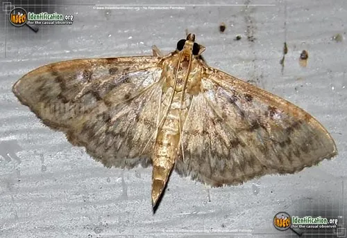 Bold-feathered Grass Moth - photo 2